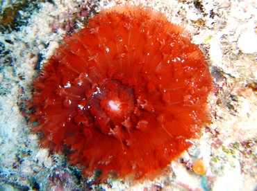 Warty Corallimorph - Rhodactis osculifera - Nassau, Bahamas