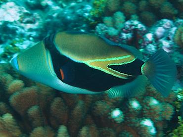 Wedgetail Triggerfish - Rhinecanthus rectangulus - Rangiroa, French Polynesia