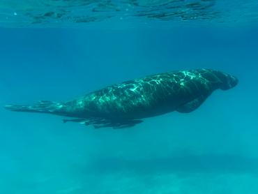 West Indian Manatee - Trichechus manatus - Palm Beach, Florida