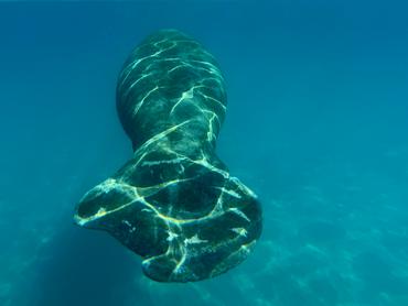 West Indian Manatee - Trichechus manatus - Palm Beach, Florida