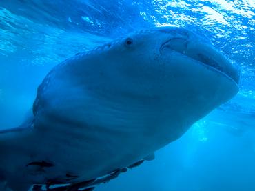 Whale Shark - Rhincodon typus - Komodo, Indonesia