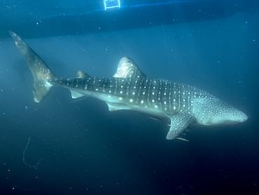 Whale Shark - Rhincodon typus - Komodo, Indonesia
