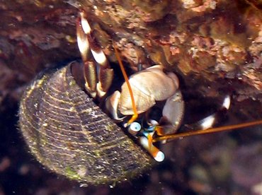 Whitebanded Hermit Crab - Calcinus seurati - Maui, Hawaii