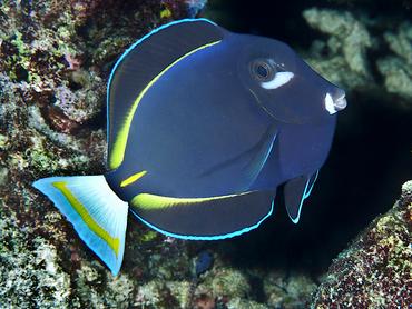 Whitecheek Surgeonfish - Acanthurus nigricans - Lombok, Indonesia