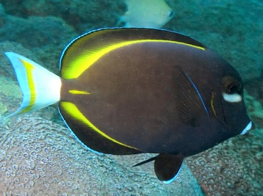 Whitecheek Surgeonfish - Acanthurus nigricans - Yap, Micronesia