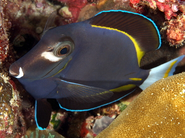 Whitecheek Surgeonfish - Acanthurus nigricans - Palau