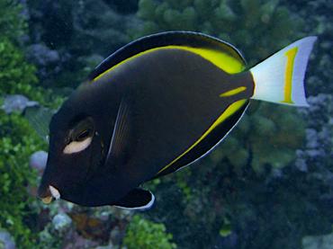 Whitecheek Surgeonfish - Acanthurus nigricans - Rangiroa, French Polynesia