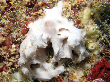 White Cryptic Sponge - Leucandra aspera - Roatan, Honduras
