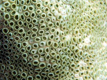 White Encrusting Zoanthid - Palythoa caribaeorum - British Virgin Islands