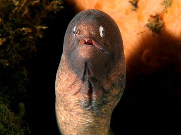 White-Eyed Moray Eel - Gymnothorax thyrsoideus - Anilao, Philippines