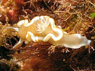 White-Margin Nudibranch - Glossodoris rufomarginata - Lanai, Hawaii