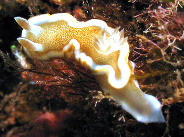 White-Margin Nudibranch - Glossodoris rufomarginata - Lanai, Hawaii