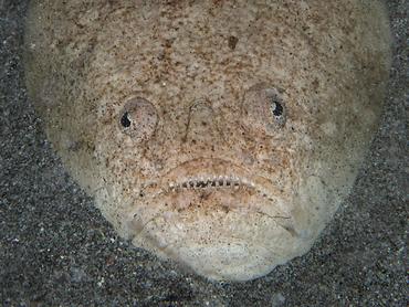 Whitemargin Stargazer - Uranoscopus sulphureus - Komodo, Indonesia
