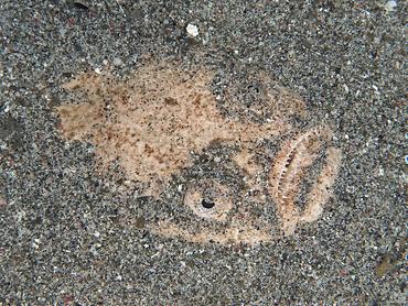 Whitemargin Stargazer - Uranoscopus sulphureus - Komodo, Indonesia