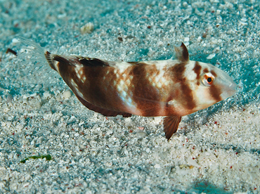 Whitepatch Razorfish - Iniistius aneitensis - Wakatobi, Indonesia