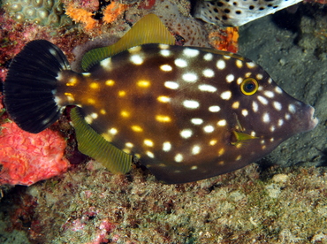 Whitespotted Filefish - Cantherhines macrocerus - Palm Beach, Florida