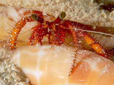 White-Spotted Hermit Crab - Dardanus megistos - Fiji