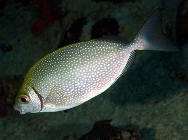 Whitespotted Rabbitfish - Siganus canaliculatus - Palau