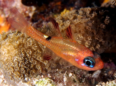 Whitestar Cardinalfish - Apogon lachneri - The Exumas, Bahamas