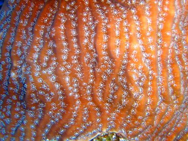 Whitestar Sheet Coral - Agaricia lamarcki - Turks and Caicos