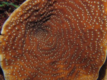Whitestar Sheet Coral - Agaricia lamarcki - Bonaire