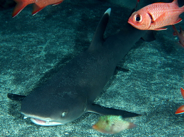Whitetip Reef Shark - Triaenodon obesus - Big Island, Hawaii