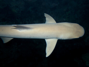 Whitetip Reef Shark - Triaenodon obesus - Cozumel, Mexico
