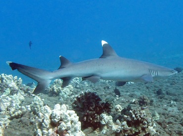 Whitetip Reef Shark - Triaenodon obesus - Maui, Hawaii