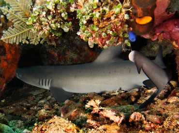 Whitetip Reef Shark - Triaenodon obesus - Bali, Indonesia