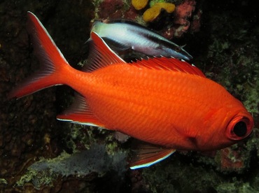 Whitetip soldierfish - Myripristis vittata - Palau