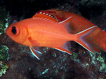 Whitetip soldierfish - Myripristis vittata - Coral Sea, Australia