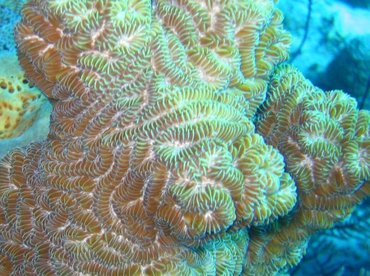 Whitevalley Maze Coral - Meandrina jacksoni - Cozumel, Mexico