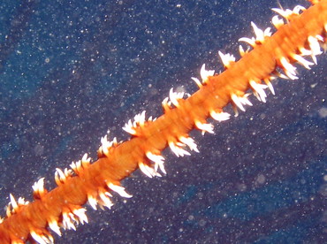 Wire Coral - Stichopathes luetkeni - Aruba