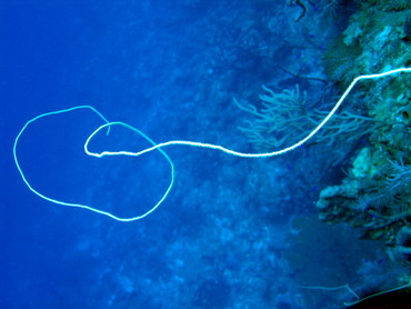 Wire Coral - Stichopathes luetkeni - Turks and Caicos