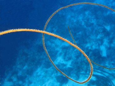 Wire Coral - Stichopathes luetkeni - Nassau, Bahamas
