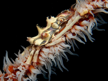 Wire Coral Crab - Xenocarcinus tuberculatus - Fiji
