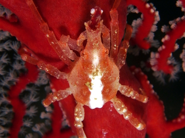 Depressed Spider Crab - Xenocarcinus depressus - Fiji