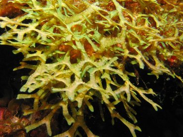 Y Branched Algae - Dictyota sp. - Bonaire