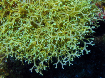 Y Branched Algae - Dictyota sp. - Grand Cayman