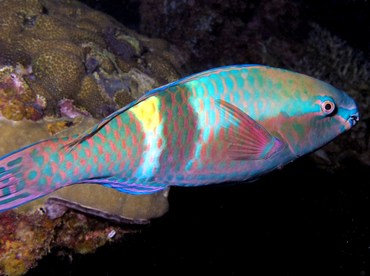 Yellowbar Parrotfish - Scarus schlegeli - Palau