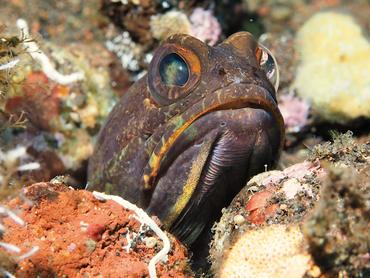 Yellowbarred Jawfish - Opistognathus randalli - Bali, Indonesia