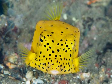 Yellow Boxfish - Ostracion cubicum - Bali, Indonesia