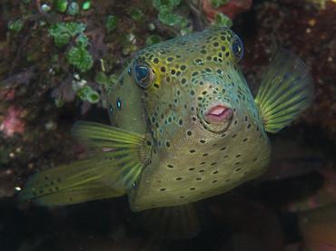 Yellow Boxfish - Ostracion cubicum - Bali, Indonesia