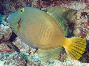 Yelloweye Filefish - Cantherhines dumerilii - Lanai, Hawaii