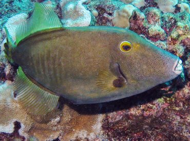 Yelloweye Filefish - Cantherhines dumerilii - Lanai, Hawaii