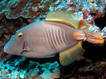 Yelloweye Filefish - Cantherhines dumerilii - Maui, Hawaii