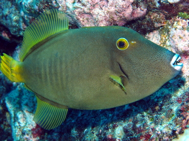 Yelloweye Filefish - Cantherhines dumerilii - Big Island, Hawaii
