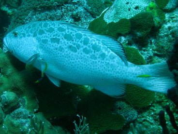Yellowfin Grouper - Mycteroperca venenosa - Turks and Caicos