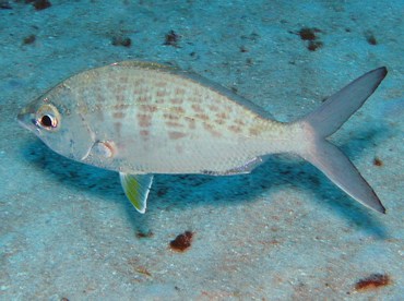 Yellowfin Mojarra - Gerres cinereus - Grand Cayman