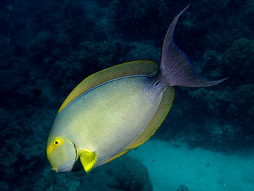 Yellowfin Surgeonfish - Acanthurus xanthopterus - Great Barrier Reef, Australia